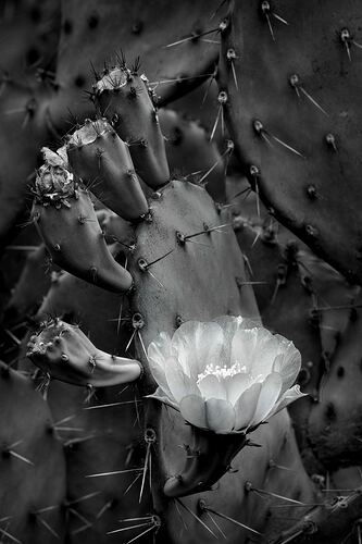 Cactus flower c