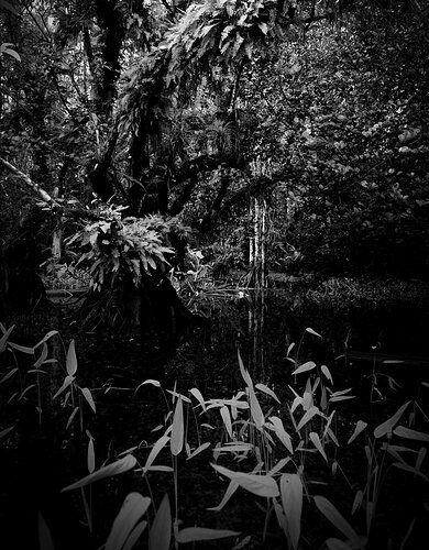 CB Swamp 5 BW