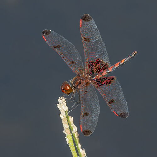 Calico Pennant Dragonfly 7.jpg