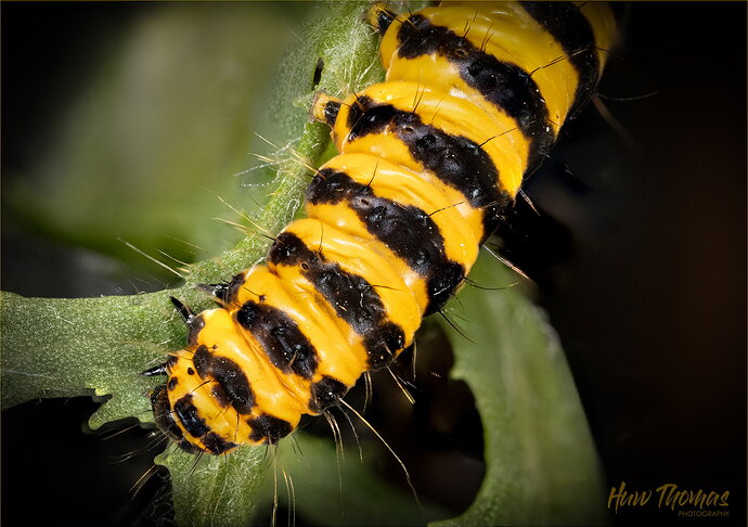 Earlier attempt 1x - but caterpillar was rather camera shy!