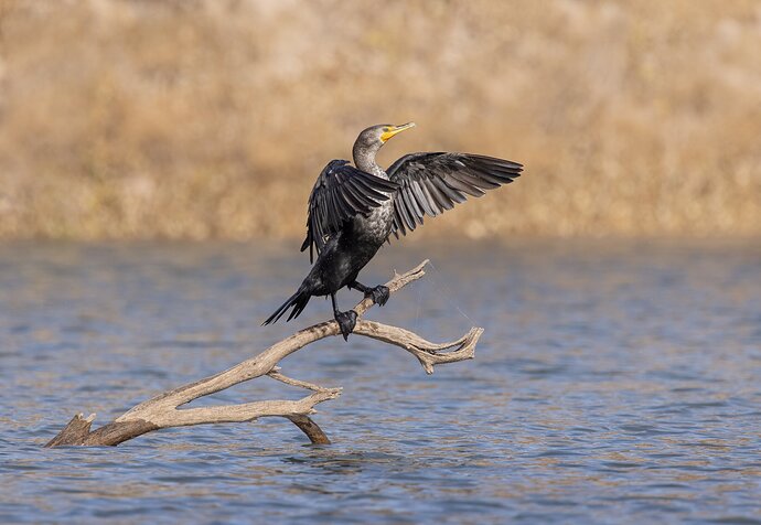 Aanother Cormorant