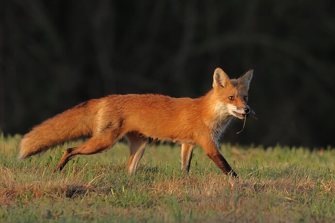 Red Fox with vole