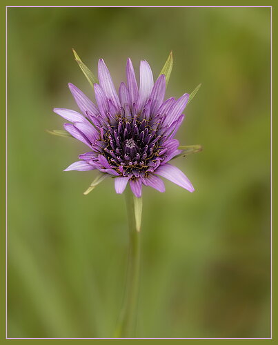 Pacific Salsify-NPN.jpg