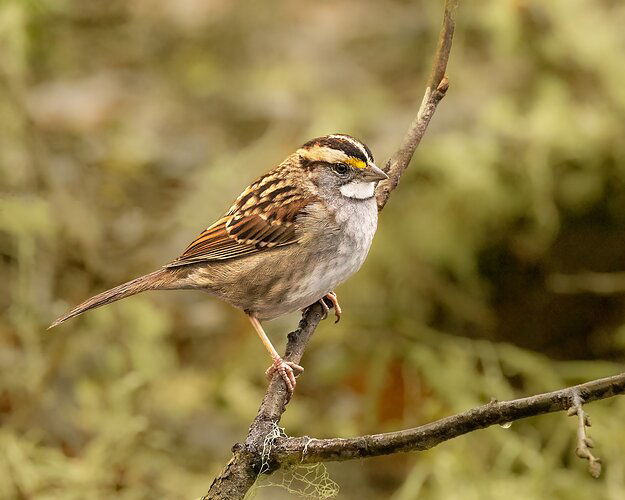 White-throated Sparrow-NPN-Edit.jpg