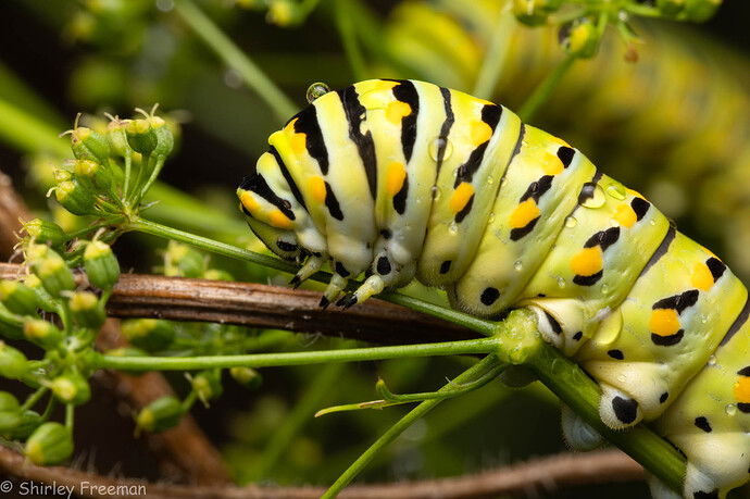 Black Swallowtail Caterpillar