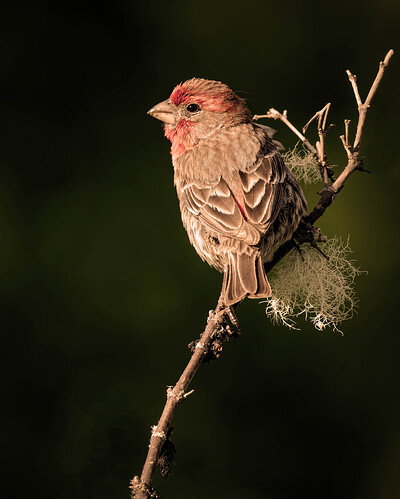 Revision 1 - house finch 2026 b-DxO_DeepPRIME XD3-Edit copy crop.jpg