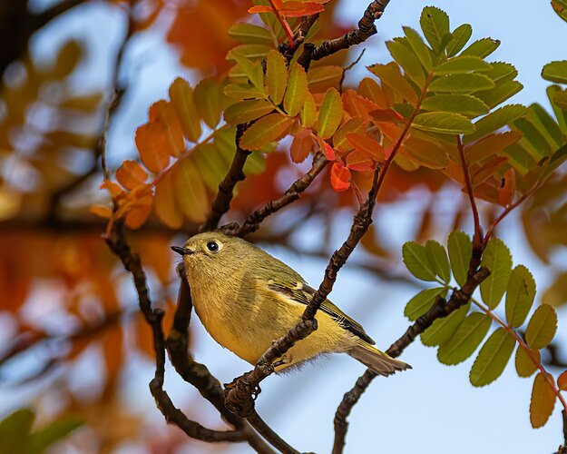 Ruby-Crowned Kinglet-NPN2