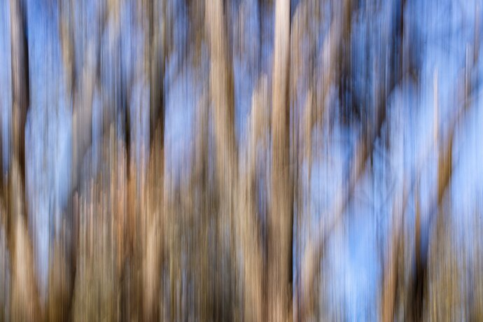 Dance of the Trees