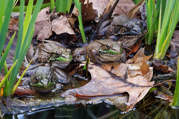 Four Green Frogs.jpg
