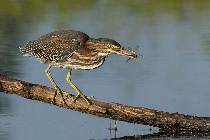 Green Heron 84a - no reflection.jpg