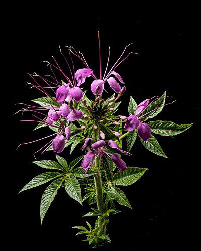 Cleome.jpg