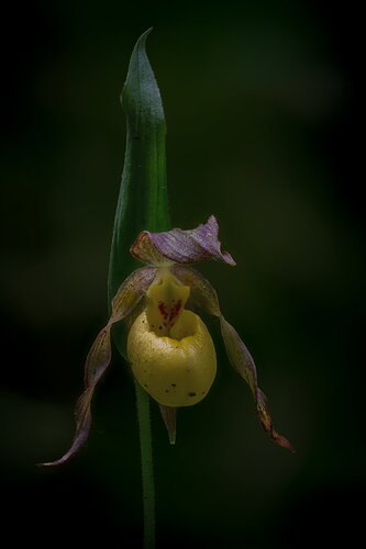 Original - The Lady Slipper in Color-6.jpg