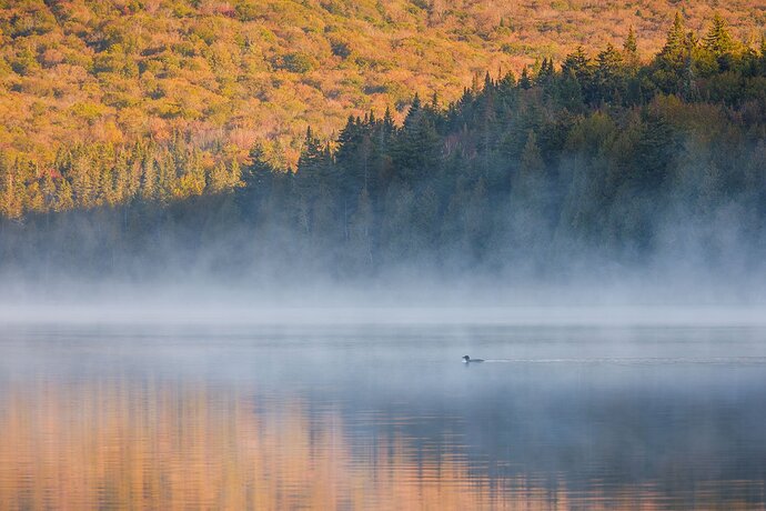 Vermont Loon