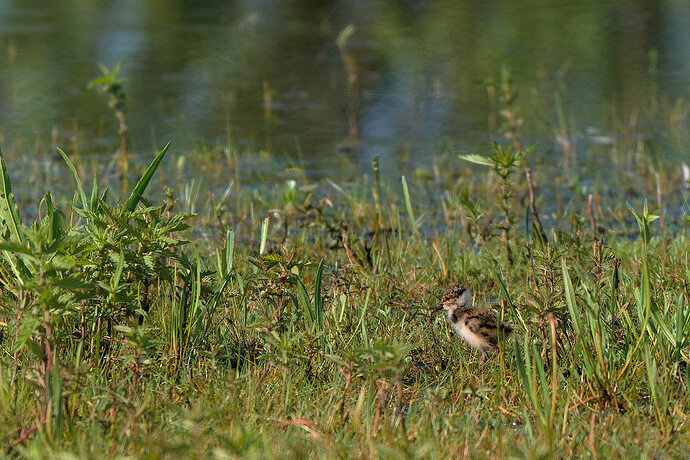 DeBanen_IMGP6967_kievitskuiken.jpg
