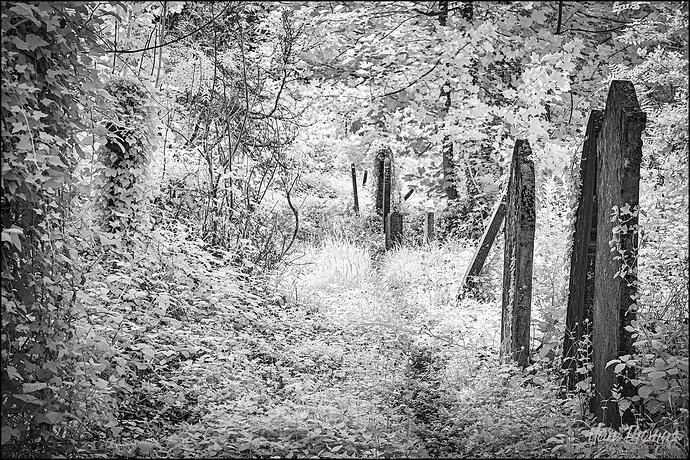 cemetary 20250608-DSC02258