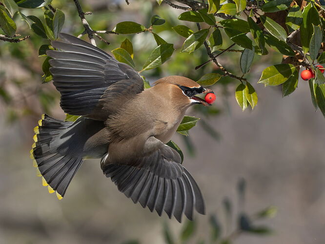 Cedar Waxwing 1.jpg
