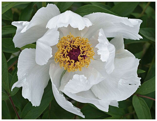 Tree-Peony-TK-Panel