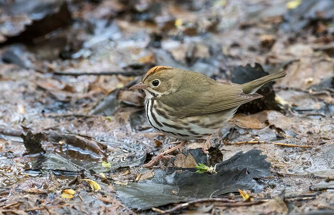 ovenbird