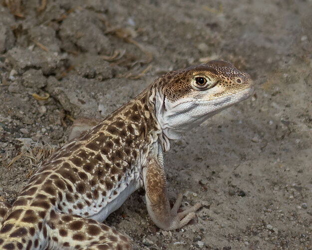 IMG7D-6454-2NPNWebLrg-3