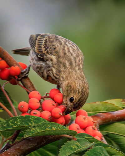 Berry Feeding finch-Edit