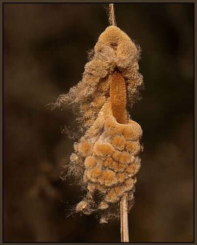 Cattail2-NPN.jpg
