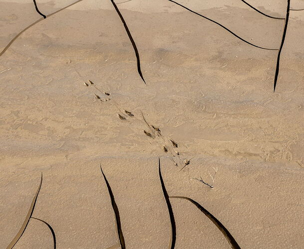Making Tracks.jpg