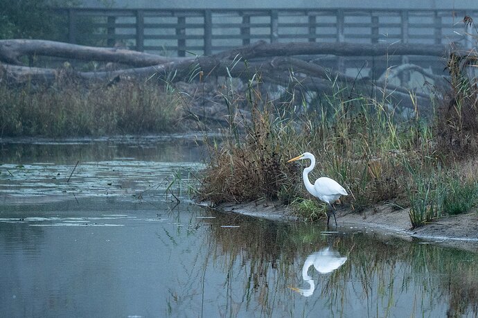 A Foggy Morning