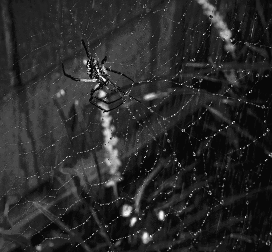 Original - Spider in the Rain 2026.png