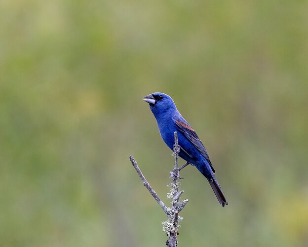 Blue grosbeak