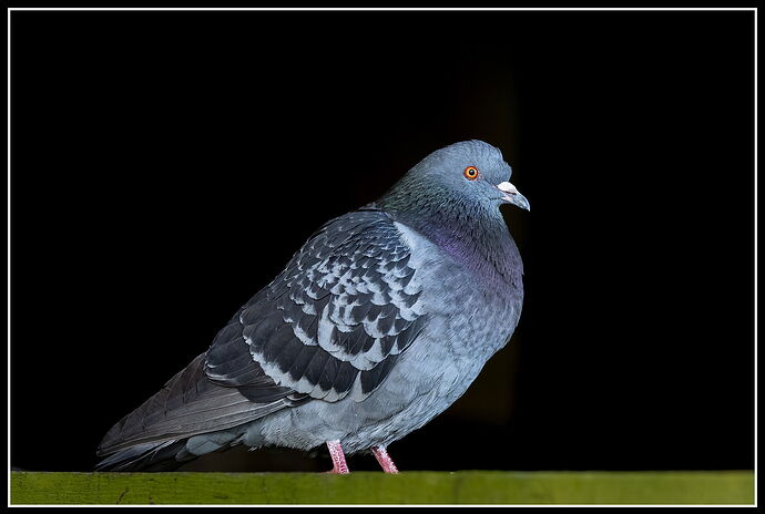 Rock Pigeon-NPN.jpg