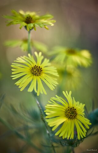 Yellow Daisy?