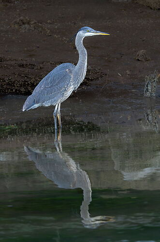 Great Blue Heron2-NPN.jpg