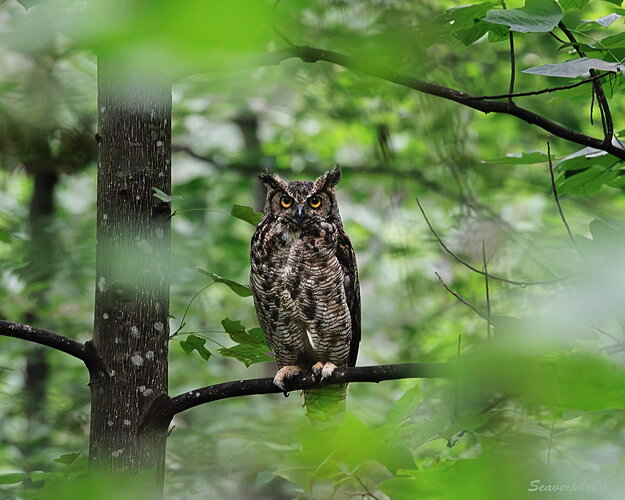 A Surprise Visitor
