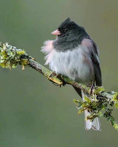 DE-Junco_DxO-Edit-2-copy.jpg