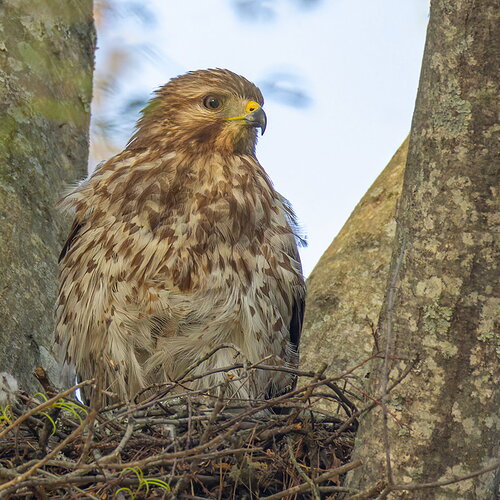 Red-shouldered Hawk 10.jpg