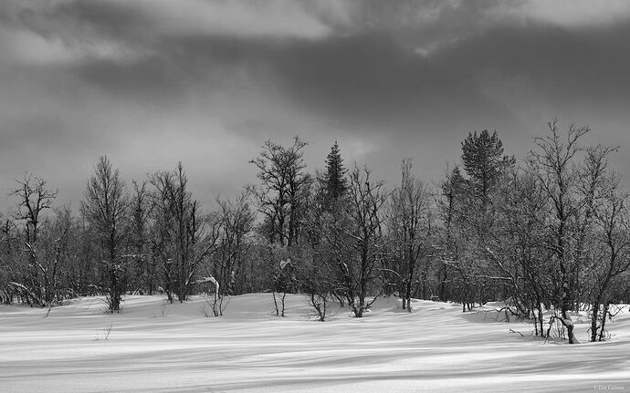 LeoCatana_Edge of the Forest (1) copy