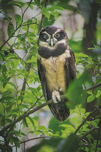 spectacled-Owl-copy-DM
