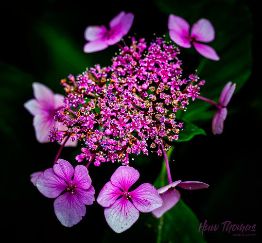 Revision 1 - hydrangea 2-.jpg