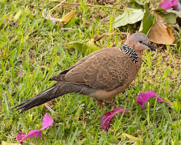 Spotted Dove-NPN.jpg