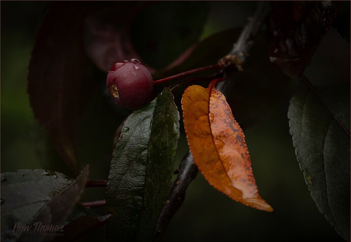 autumn-03513