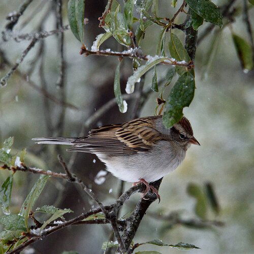 chipping-sparrow-DSC_5259