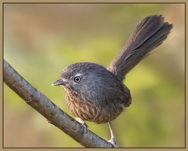 20241023-Wrentit-14-CR3-Edit-2.jpg