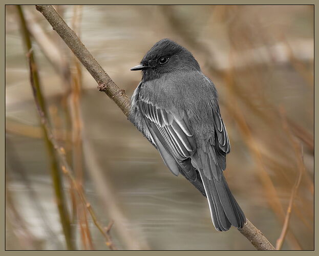 Black Phoebe-NPN.jpg