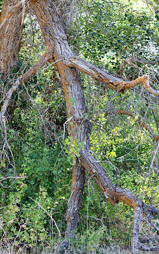Original - GROOT.jpg