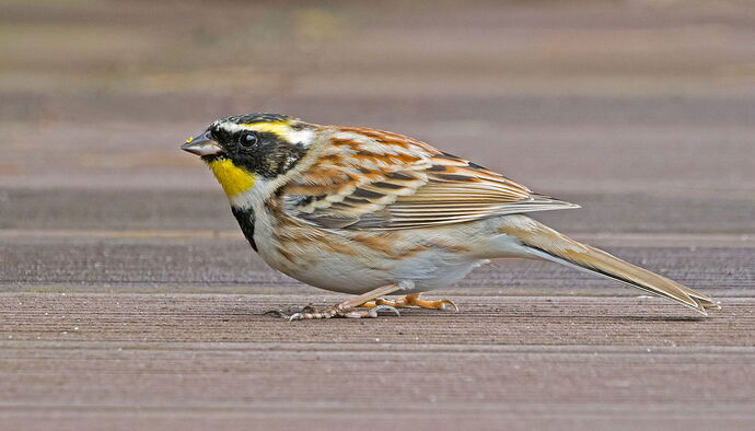 Yellow-throated Bunting.jpg