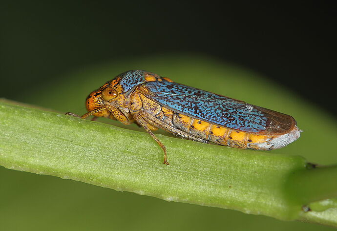Leafhopper.jpg
