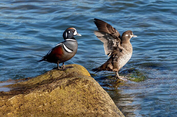 Harlequin Ducks-NPN