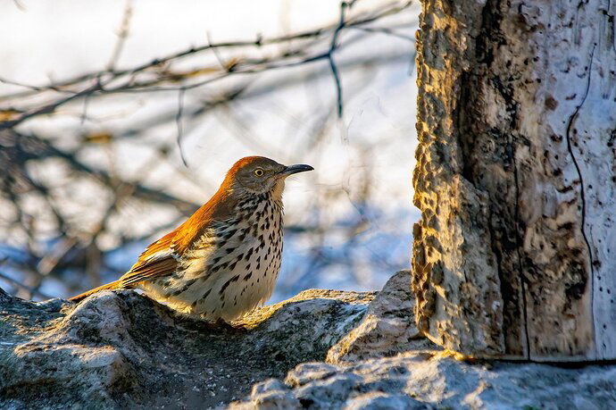 Brown Thrasher