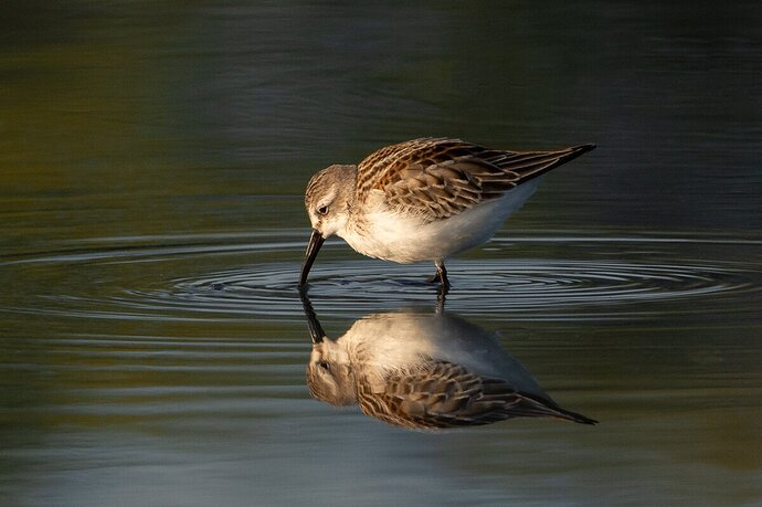 Western Sandpiper_