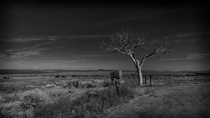 Tree Mailbox Morning_Nik-1v4